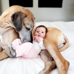 dog meet baby resized